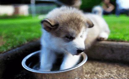 大猩猩给老虎喂奶,大猩猩给老虎喂奶太温馨太感动了