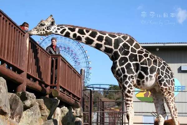 大猩猩给老虎喂奶,大猩猩给老虎喂奶太温馨太感动了