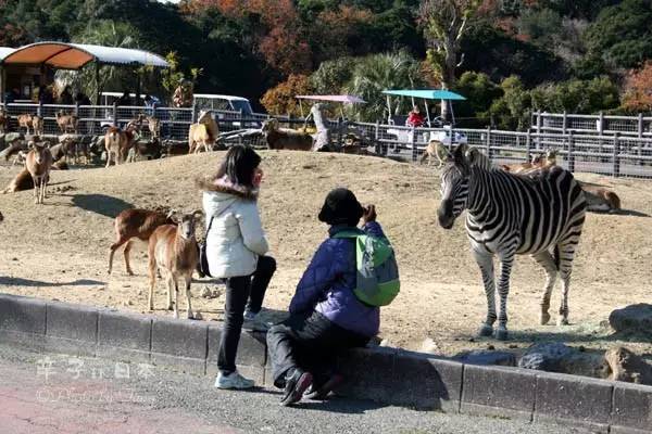 大猩猩给老虎喂奶,大猩猩给老虎喂奶太温馨太感动了