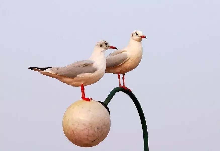 大猩猩给老虎喂奶,大猩猩给老虎喂奶太温馨太感动了