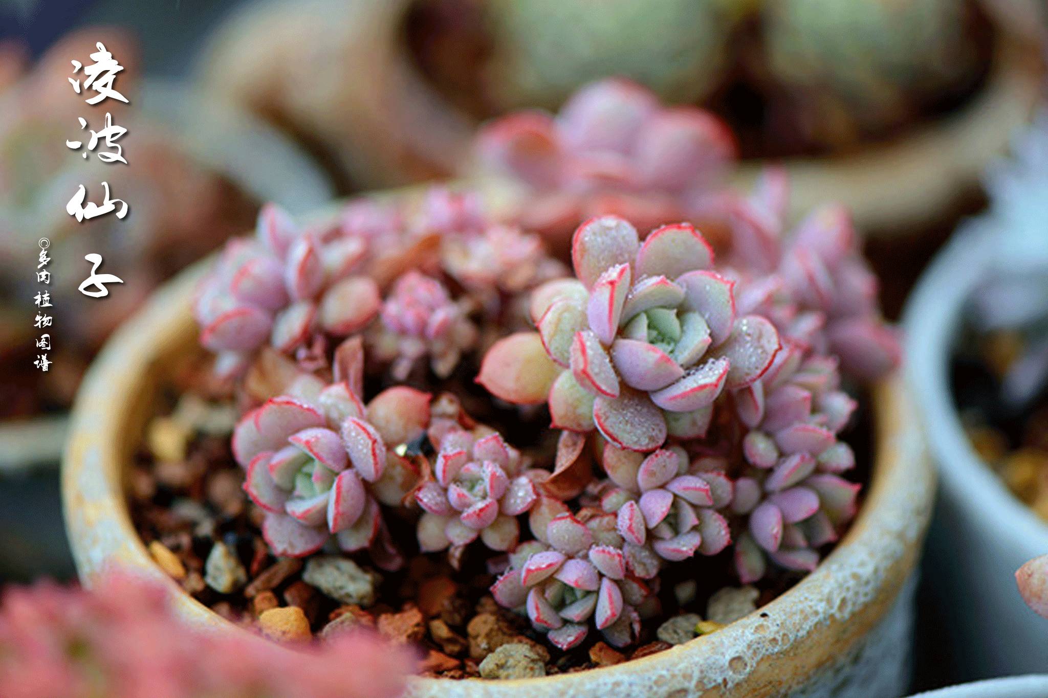 可可酱用法,可可酱日常分享