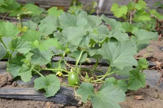 布海镇香瓜,德惠市布海香瓜