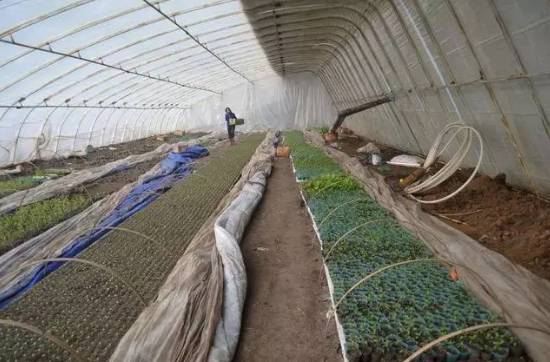 布海镇香瓜,德惠市布海香瓜