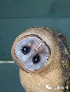 别人说和你学什么专业幽默回答,跟别人解释你学什么专业