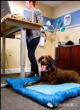 一家可以带狗上班的公司，感觉他们那的地位..人没狗高..