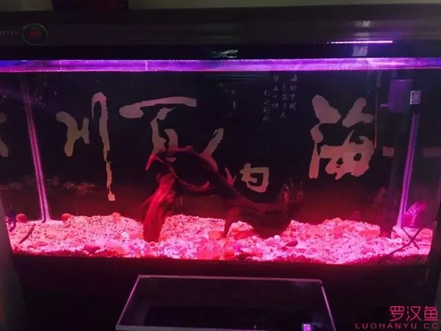 金花喂养,金花花养护