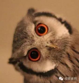 别人说和你学什么专业幽默回答,跟别人解释你学什么专业