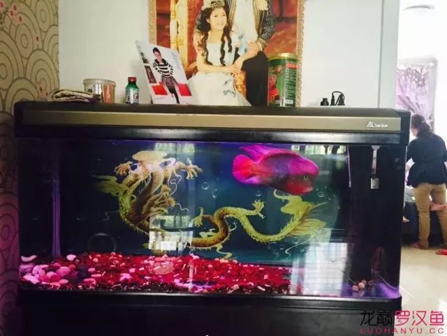 金花喂养,金花花养护