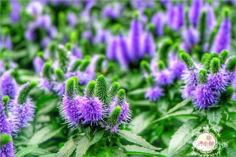 春节旅游去新加坡,新加坡旅游团春节