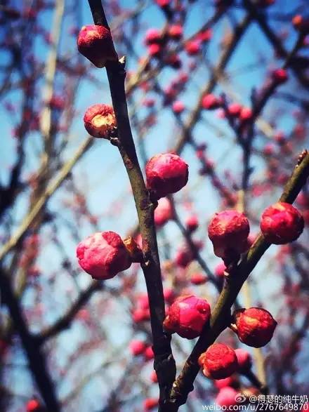 无锡春节文化,来看看我们无锡多美