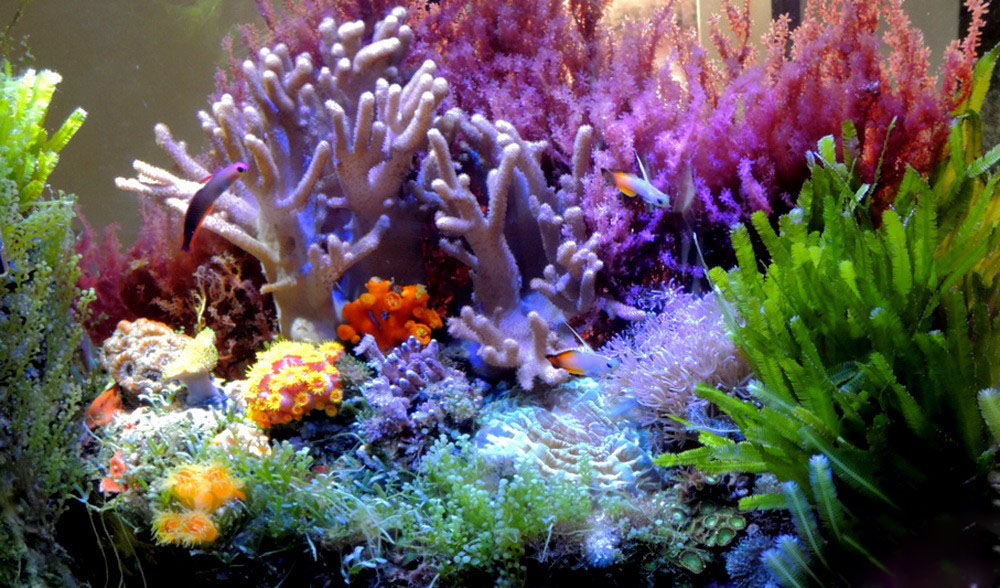 海缸海藻需要固定吗,海藻海缸造景