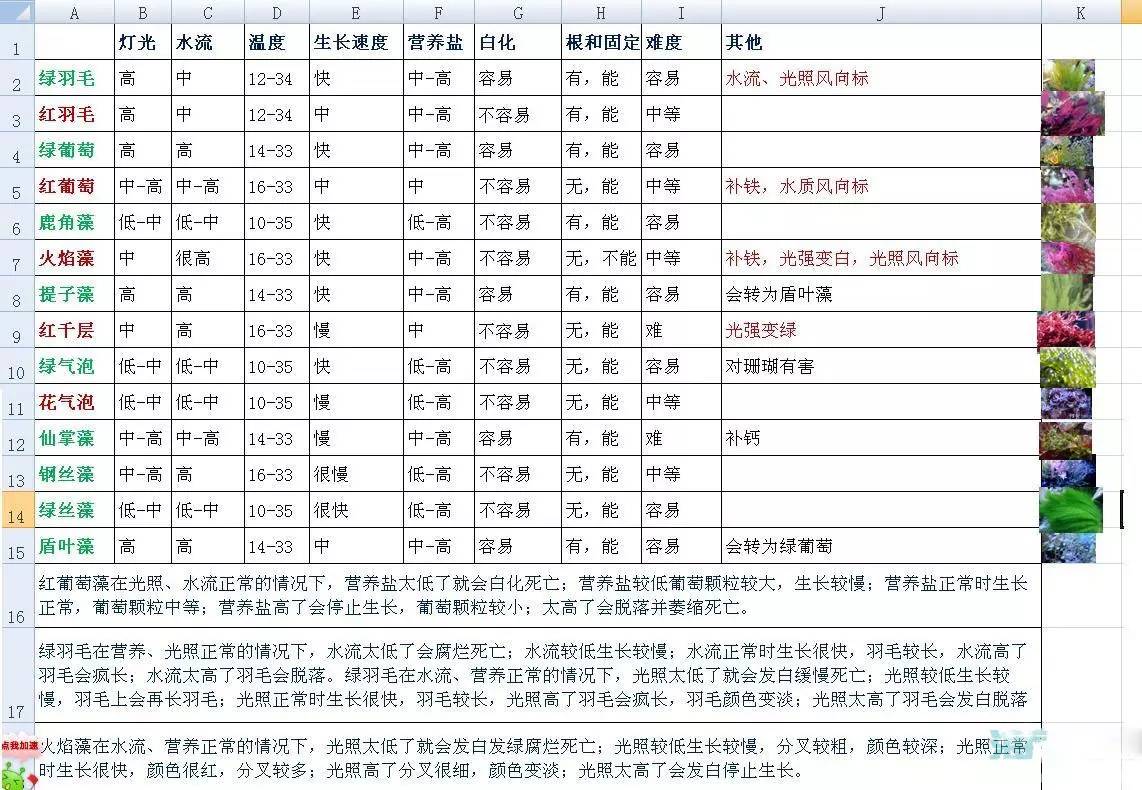 海缸海藻需要固定吗,海藻海缸造景