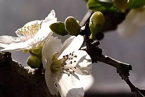 梅花香自苦寒来演讲稿,梅花香自苦寒来作文
