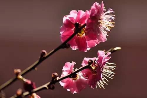 梅花香自苦寒来演讲稿,梅花香自苦寒来作文