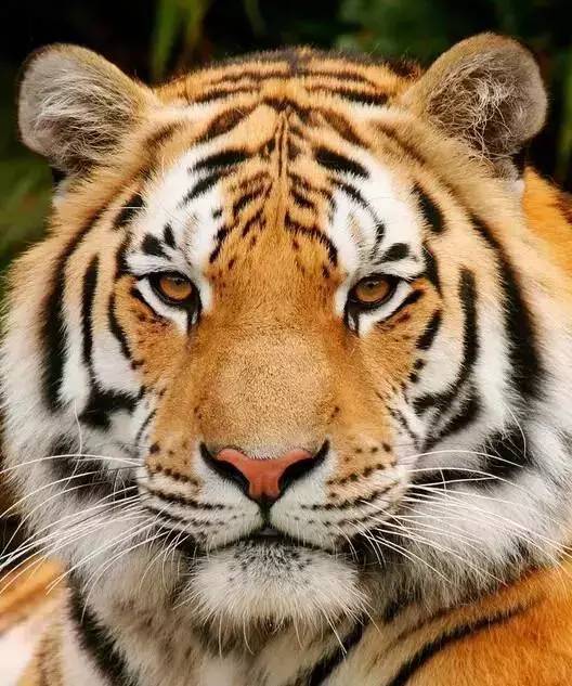 2019年十二生肖运势排行榜,属相2016年运势