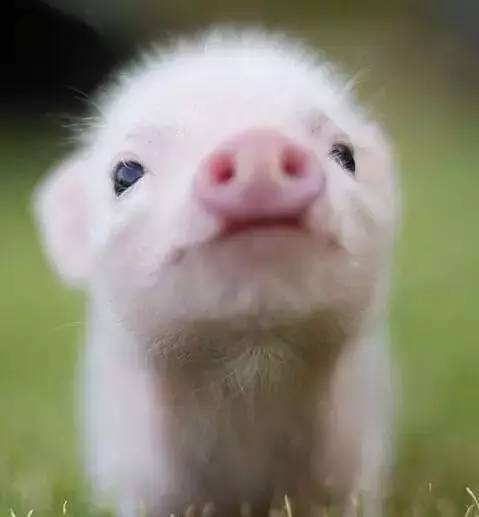 2019年十二生肖运势排行榜,属相2016年运势