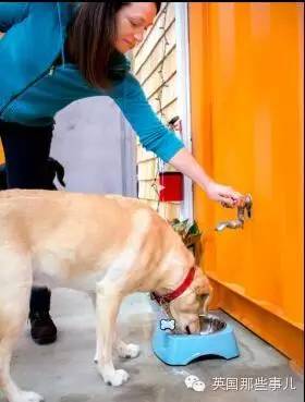 一家可以带狗上班的公司，感觉他们那的地位..人没狗高..