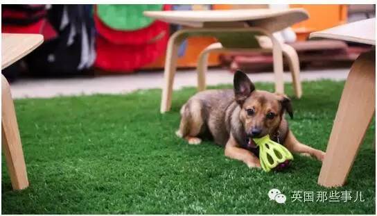 一家可以带狗上班的公司，感觉他们那的地位..人没狗高..