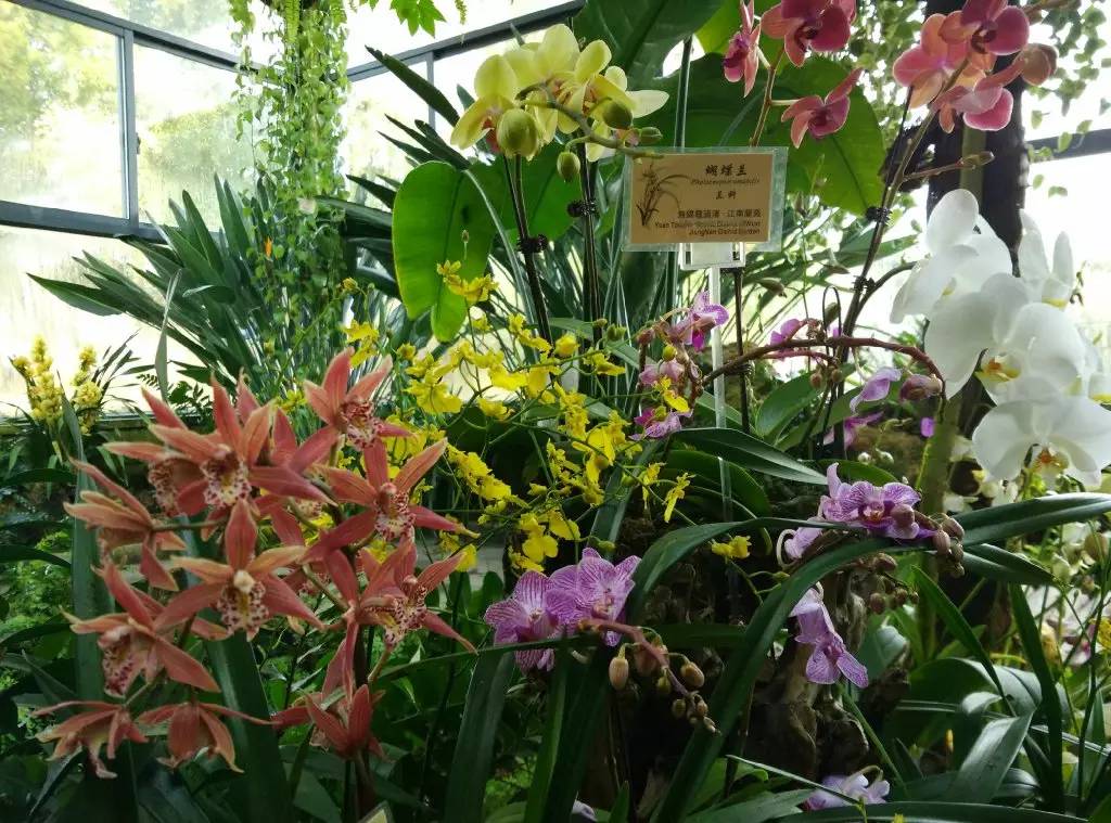 无锡春节文化,来看看我们无锡多美