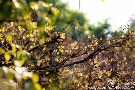 无锡春节文化,来看看我们无锡多美