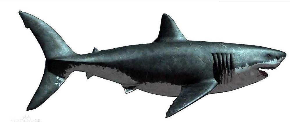 世界上有没有长相奇怪的鲨鱼,所有怪异鲨鱼的视频