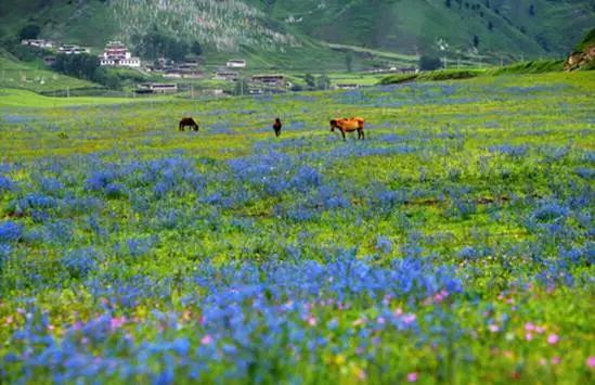 四川不可不去的十个景区,四川湿地风景区