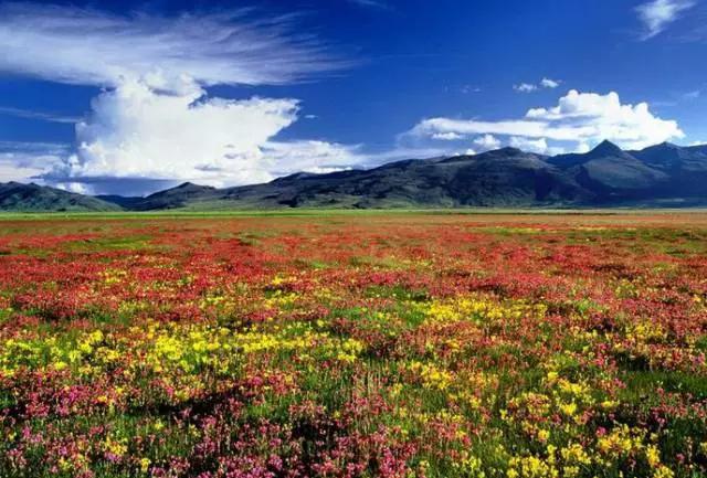 四川不可不去的十个景区,四川湿地风景区