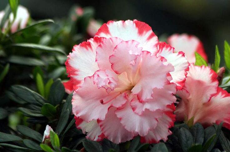 杜鹃掉叶子正常吗,杜鹃出现枯枝怎么办