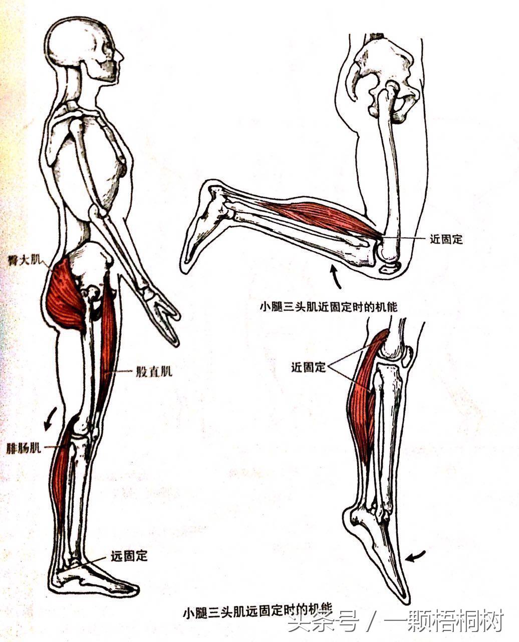怎样瘦小腿肚最有效方法,怎么瘦小腿肚又快又有效学生党