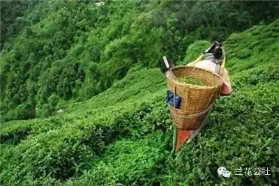 世界三大高香红茶,世界三大高香红茶是怎么评判的