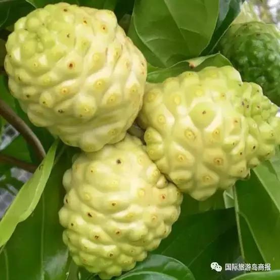 海南你没见过的水果,海南你没有见过的水果