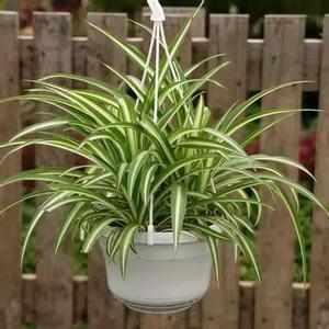 吊兰为什么被称为绿色净化器呢,吊兰可以当空气净化器吗