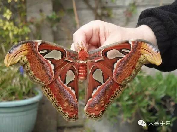 蛾，蛾，蛾~最大、最美、最奇葩，展翅向天歌