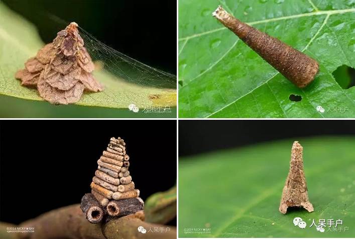 蛾，蛾，蛾~最大、最美、最奇葩，展翅向天歌