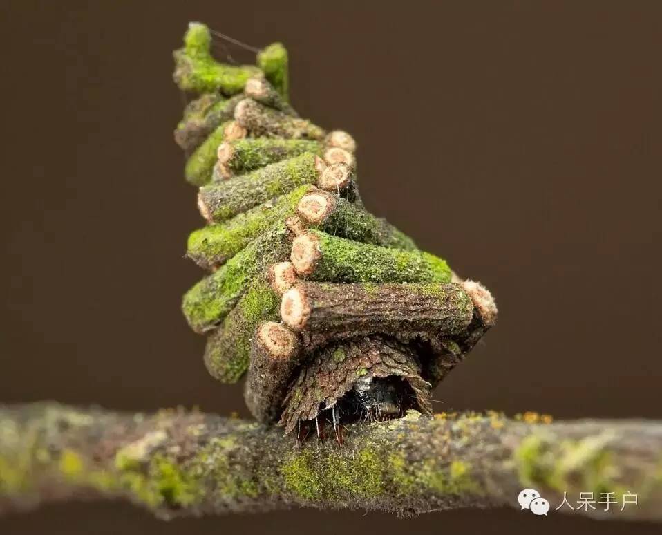 蛾，蛾，蛾~最大、最美、最奇葩，展翅向天歌