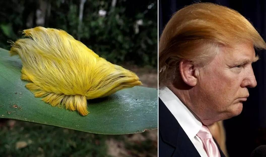 蛾，蛾，蛾~最大、最美、最奇葩，展翅向天歌