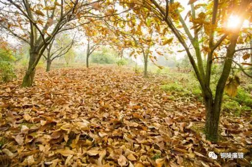 看完以后，你一定会怀疑之前观看铜陵这个村子的方式不对