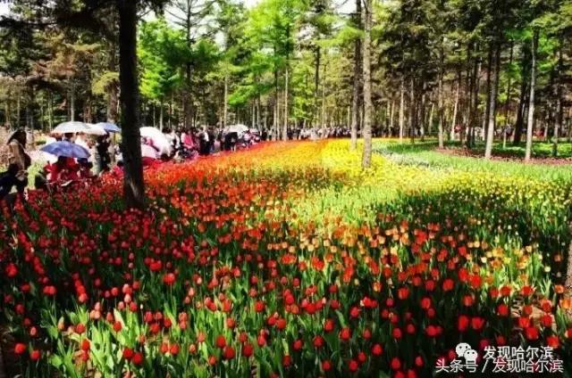 哈尔滨10条新消息,哈尔滨有什么好消息