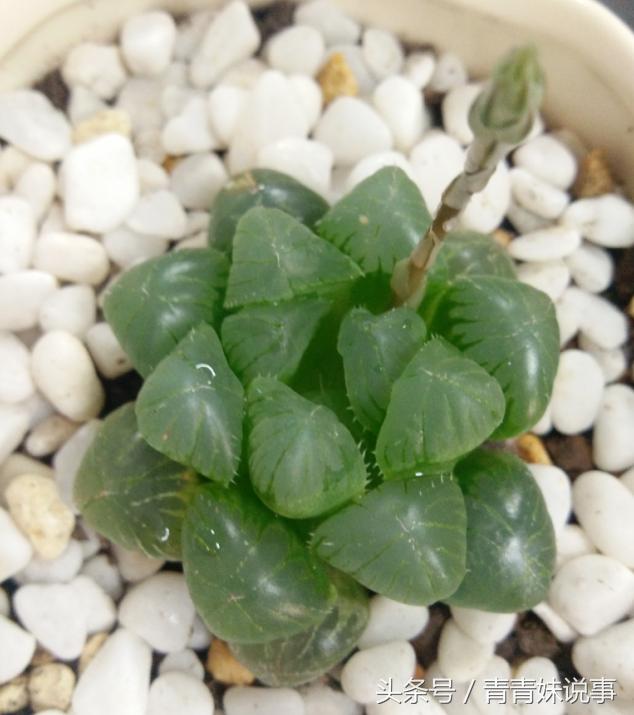 姬玉露变黄枯萎了怎么办,姬玉露变红怎么治疗