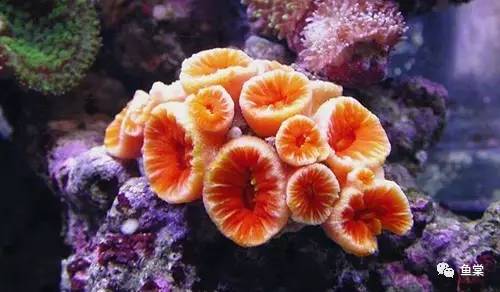 珊瑚生病的样子,珊瑚生病了怎么办