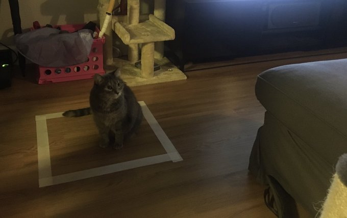 猫咪逗猫正确方式,猫咪逗猫的方法