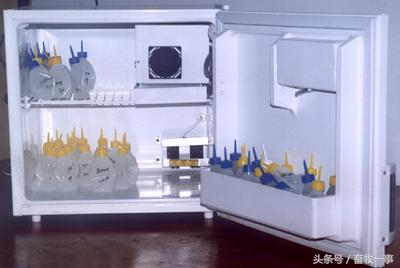 养猪怎样提高人工授精的成功率,养猪新模式猪舍建造