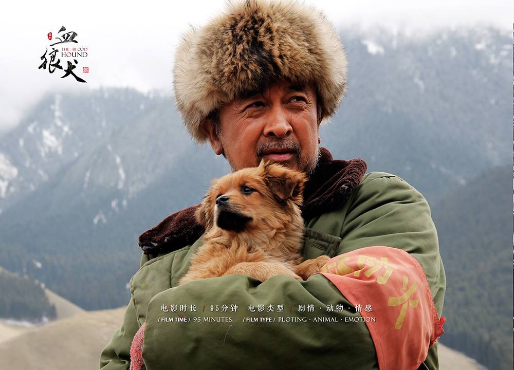 血狼犬和狼搏斗,血狼犬狼犬大战