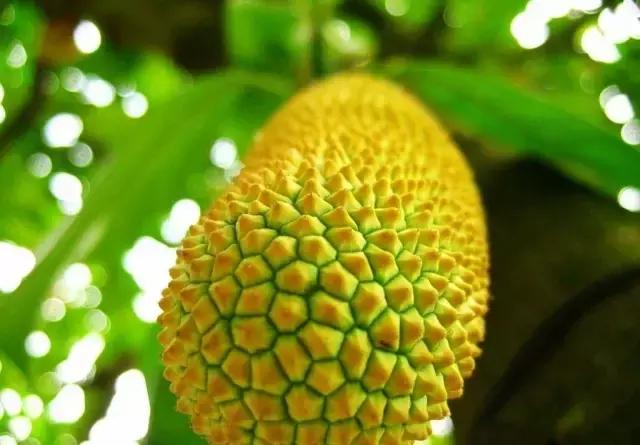 如何让抗拒榴莲的男朋友一起爱上榴莲？