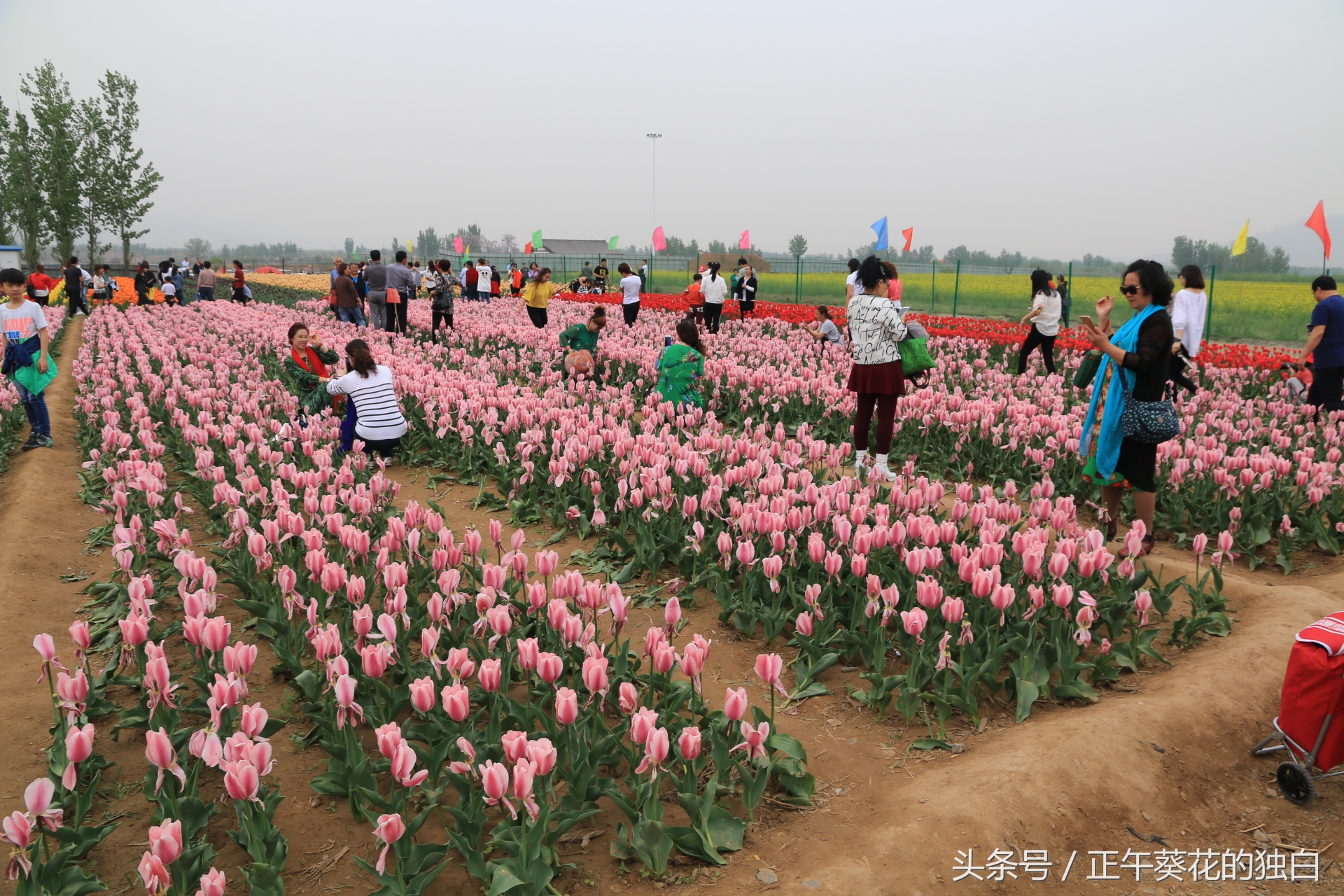 狼牙山田园花海入口,狼牙山万亩花田附近景点