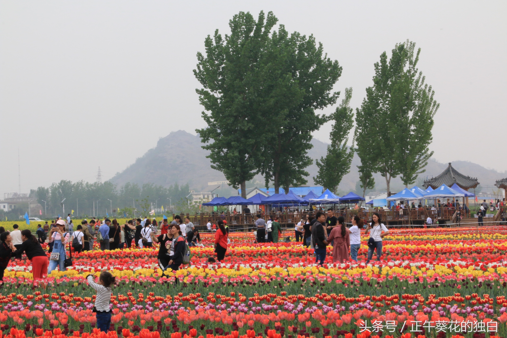 狼牙山田园花海入口,狼牙山万亩花田附近景点