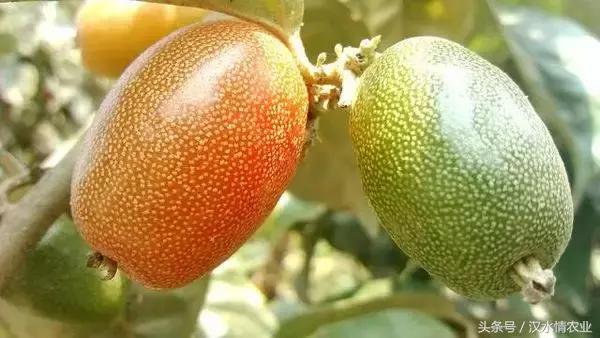 最好吃的羊奶果,安康羊奶果的做法