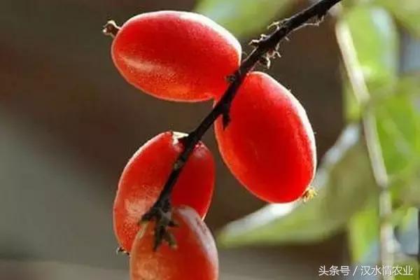 最好吃的羊奶果,安康羊奶果的做法