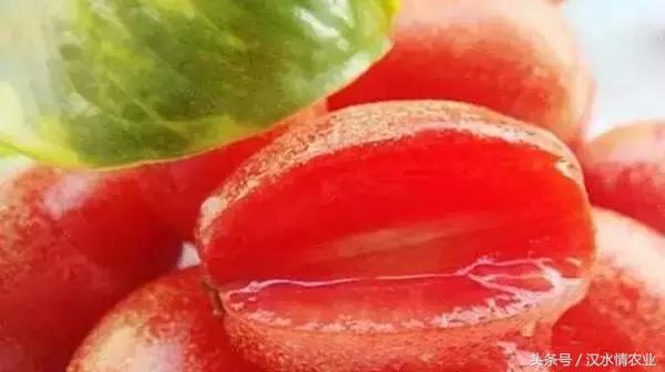 最好吃的羊奶果,安康羊奶果的做法