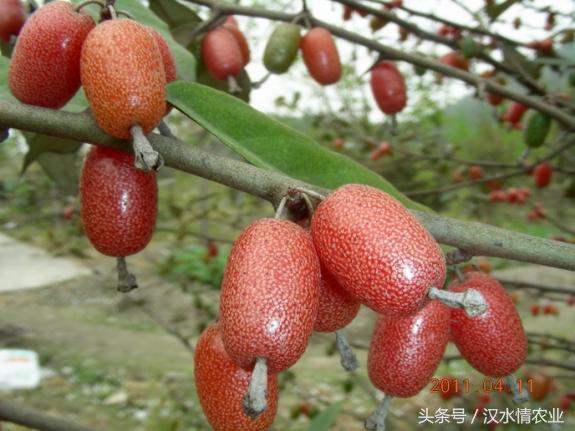 安徽羊奶果种植基地,优质羊奶果种植基地